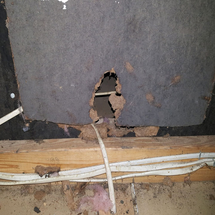 Rat Removal Exterminator Damage Repair Rats in Walls | The ...